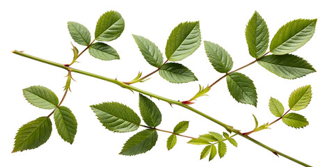Fototapeta premium Green Rose Stem with Serrated Leaves