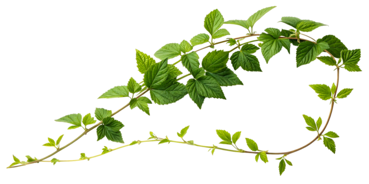 Green vine with textured leaves against white