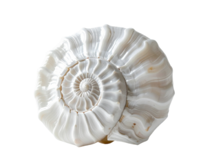 Fossilized ammonite shell isolated on transparent background scientific illustration