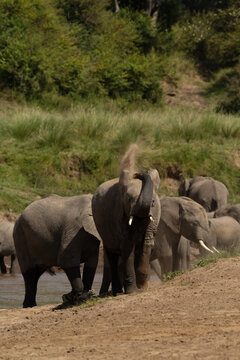 African elephants mud bathing on the banck of river channel at Masai Mara, Kenya