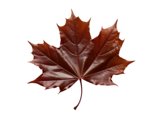 Isolated brown maple leaf with transparent background