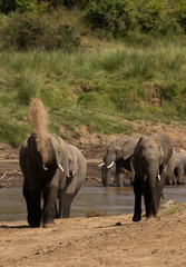 Elephants mud bathing after crossing the river channel at Masai Mara, Kenya