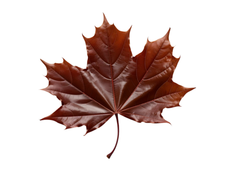 Isolated brown maple leaf with transparent background