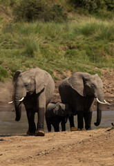 Obraz premium A pair of African elephant and a calf near a river channel at Masai Mara, Kenya