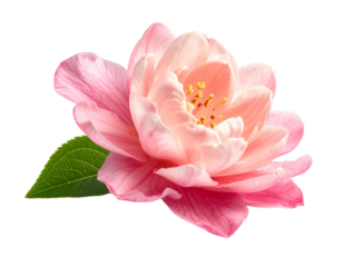 Isolated pink rose flower with green leaf and transparent background