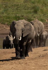 Fototapeta premium A herd of African elephants moving up on the bank of river channel at Masai Mara, Kenya