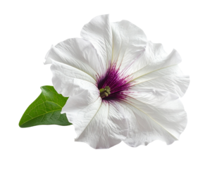 Isolated white flower with purple center and green leaf on transparent background