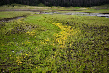 Wildflowers in the valley