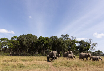 Naklejka premium A broad view of African elephants near a wooden forest at Masai Mara, Kenya