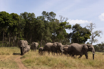 Naklejka premium A herd of African elephants coming out from wooden forest at Masai Mara, Kenya