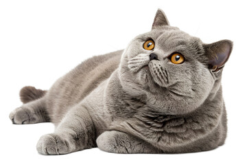 Fluffy grey cat with golden eyes lying on white background
