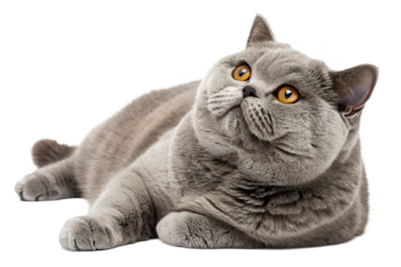 Fluffy grey cat with golden eyes lying on white background