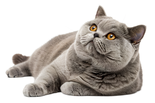Fluffy grey cat with golden eyes lying on white background