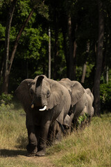 Fototapeta premium African elephant near a wooden forest at Masai Mara, Kenya