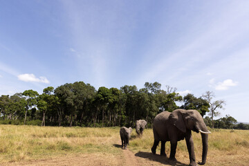 Obraz premium African elephant coming out from wooden forest at Masai Mara, Kenya