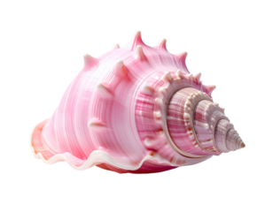 Pink seashell isolated on transparent background ocean aquatic marine animal