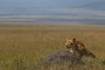 Lioness climbing on a mound at Masai Mara, Kenya