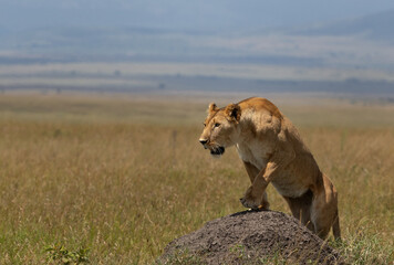 A lioness climbing on a mound at Masai Mara, Kenya