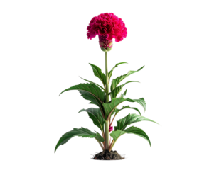 Single red flower plant with green leaves isolated on transparent background