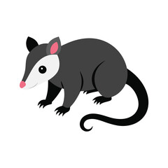opossum-wild-animal