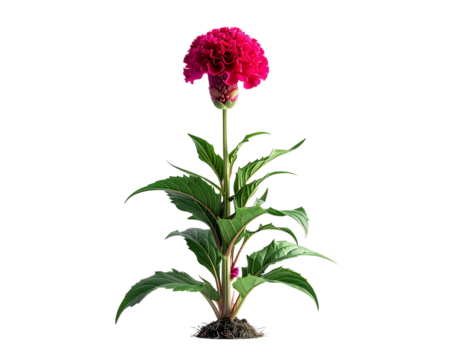 Single red flower plant with green leaves isolated on transparent background