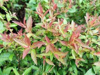 Spiraea x bumalda 'Anthony Waterer'