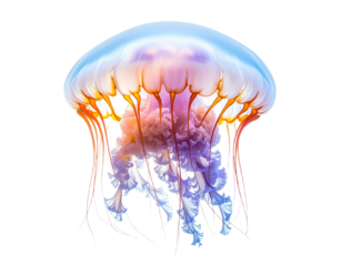 Vibrant jellyfish illustration against transparent background digital artwork