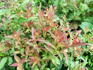 Spiraea x bumalda 'Anthony Waterer'