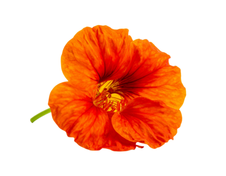 Vibrant orange flower isolated with transparent background for decorative designs