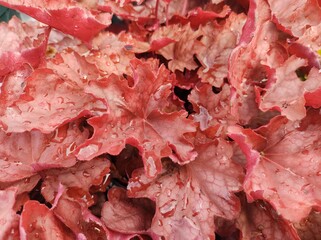 Heuchera 'Carnival Burgundy Blast'