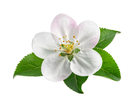 White flower blossom and green leaves graphic on transparent background - Powered by Adobe