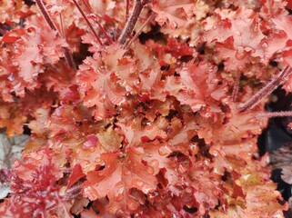 Heuchera 'Cherryberry'