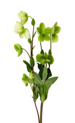 Closeup of green hellebore flowers, buds and leaves isolated on white or transparent background