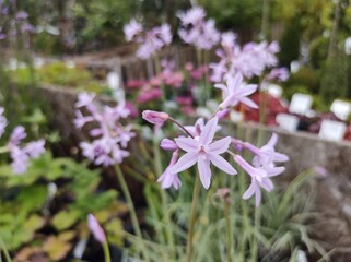 Tulbaghia violacea 'Silver Lace'