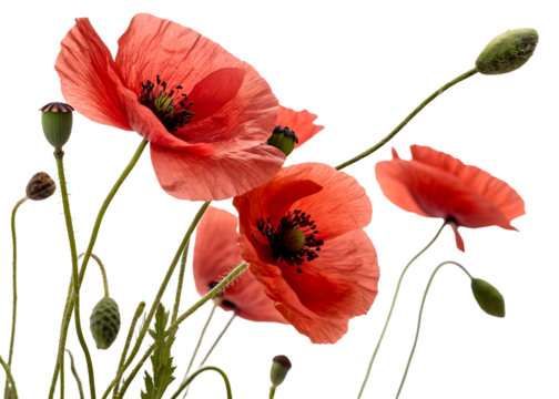 Red poppies bloom against a bright white sky