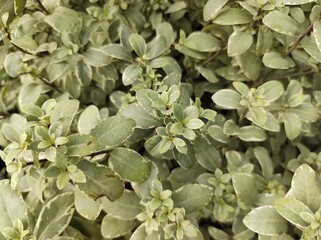 Pittosporum tenuifolium 'Silver Ball'