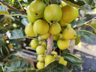 Malus x zumi 'Golden Hornet'