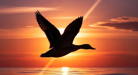 Fototapeta premium Duck flying over water at sunset bird silhouette