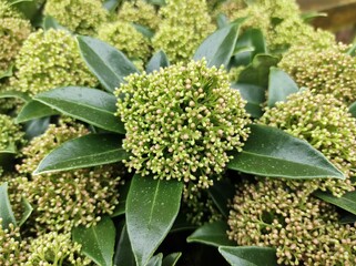 Skimmia japonica 'Marlot'