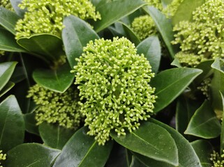 Skimmia japonica 'White Globe'