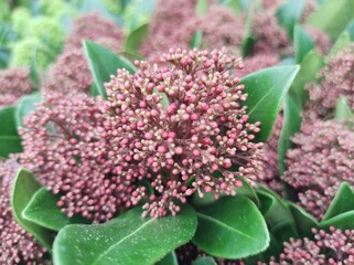 Skimmia japonica 'Rubesta'