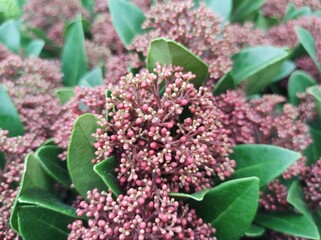 Skimmia japonica 'Rubesta'
