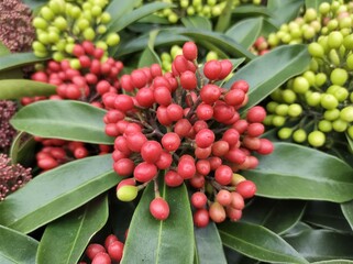 Skimmia japonica subsp. reevesiana