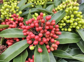 Skimmia japonica subsp. reevesiana