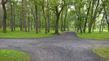 Crossroad of paths in leafy green park