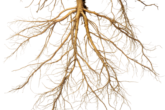 Exposed tree roots with extensive branching structure