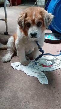 Cute Dog is Feeling Sleepy