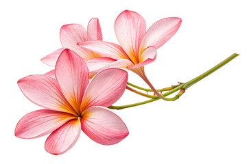 Naklejka premium Pink Frangipani Flowers with Yellow Centers on White