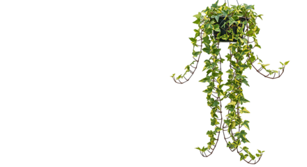 Hanging variegated ivy plant isolated on Transparant background offering aesthetic appeal and creative