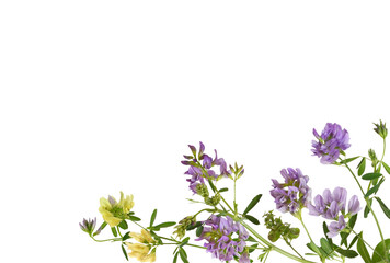 Twigs of purple and yellow yellow, flowers and green leaves of lucerne (Medicago) in a corner arrangement isolated on white or transparent background